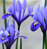 Iris  Iris reticulata 'Harmony' (Dwergiris) - AANBIEDING