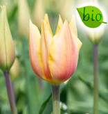 Tulp  Tulipa 'Blushing Lady', BIO - AANBIEDING