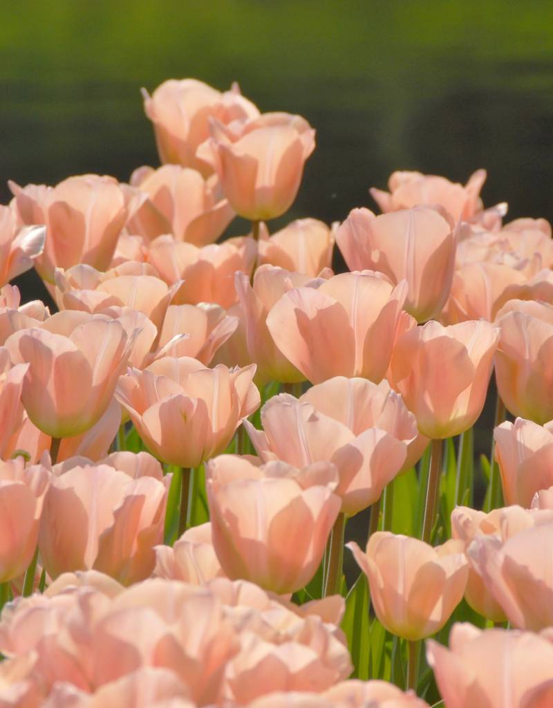 Tulp  Tulipa ‘Apricot Beauty’  - AANBIEDING