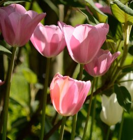 Tulp  Tulipa ‘Mistress' - AANBIEDING