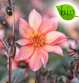 Dahlia  Dahlia 'Waltzing Mathilda', BIO