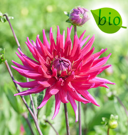 Dahlia  Dahlia 'Orfeo', BIO