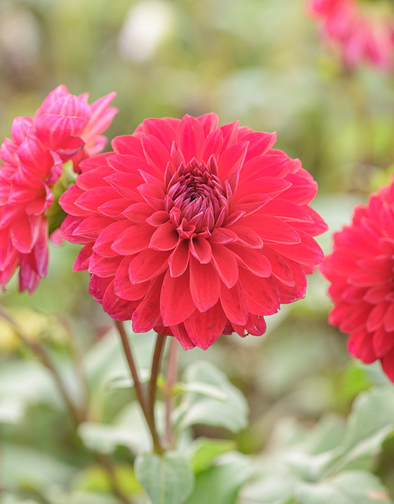 Dahlia  Dahlia 'Menorca', BIO