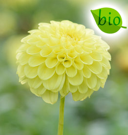 Dahlia  Dahlia 'Golden Torch', BIO