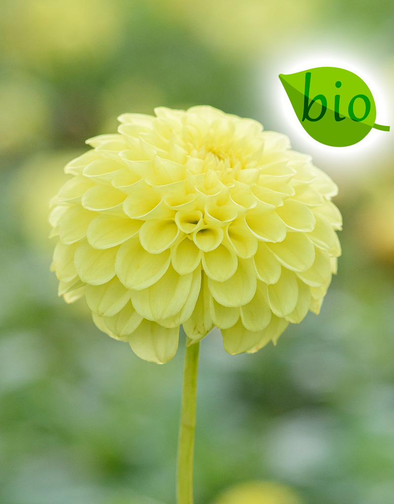 Dahlia  Dahlia 'Golden Torch', BIO