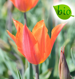 Tulp  Tulipa 'Ballerina', BIO - AANBIEDING