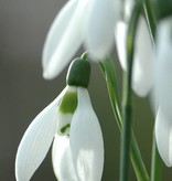 Sneeuwklokje  Galanthus elwesii (Groot sneeuwklokje) kleine bolmaat - Stinzenplant - AANBIEDING