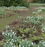 Sneeuwklokje  Galanthus elwesii (Groot sneeuwklokje) kleine bolmaat - Stinzenplant - AANBIEDING