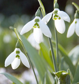 Sneeuwklokje  Galanthus elwesii (Groot sneeuwklokje) kleine bolmaat - Stinzenplant - AANBIEDING