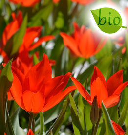 Tulp  Tulipa praestans 'Zwanenburg', BIO - AANBIEDING