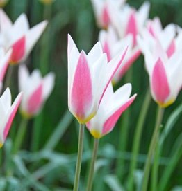 Tulp  Tulipa clusiana 'Lady Jane' - AANBIEDING