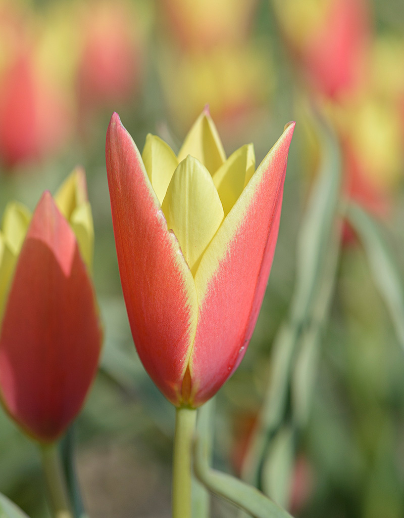 Tulp  Tulipa clusiana 'Taco', BIO