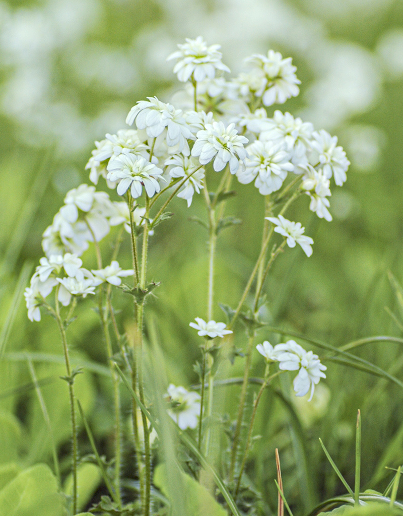 Haarlems Klokkenspel  Saxifraga granulata var. plena (Haarlems Klokkenspel) - in pot