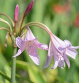 Haaklelie Crinum x powellii (haaklelie) - Natuurlijk geteeld