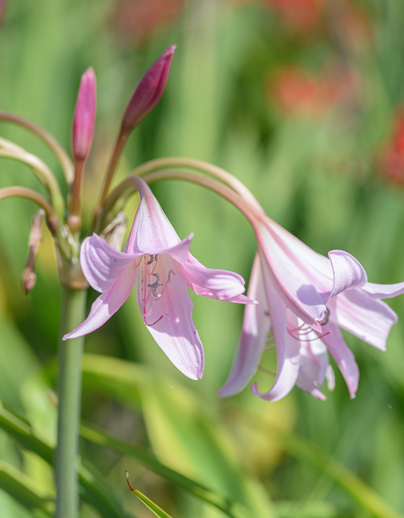 Haaklelie Crinum x powellii (haaklelie) - Natuurlijk geteeld