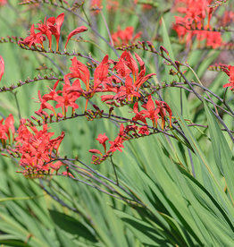 Montbretia  Crocosmia 'Lucifer'