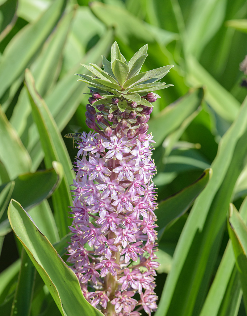 Ananasplant  Eucomis comosa 'Pink Gin' - Natuurlijk geteeld