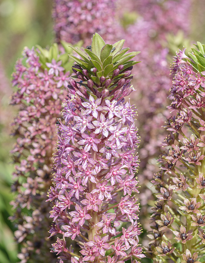 Ananasplant  Eucomis comosa 'Pink Gin' - Natuurlijk geteeld