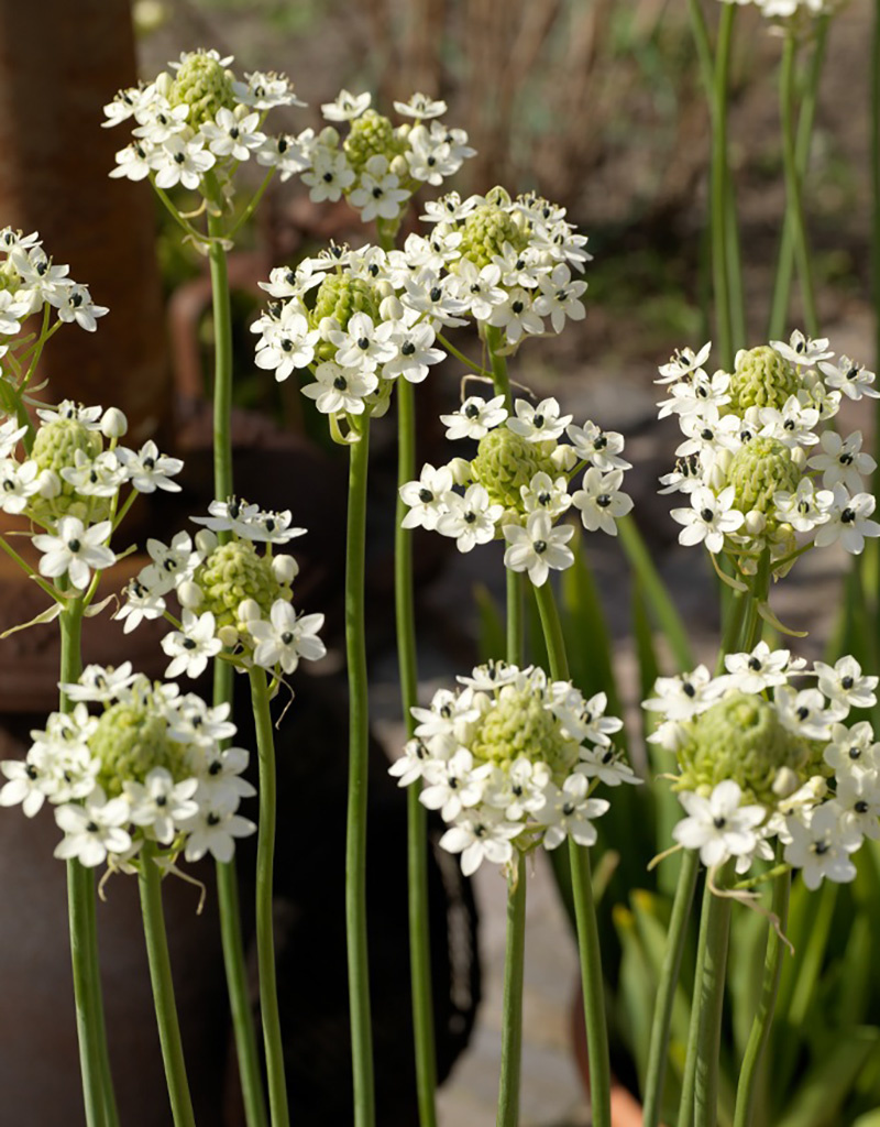 Vogelmelk  Ornithogalum saundersiae (kaapse vogelmelk)