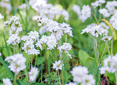 SAXIFRAGA - haarlems klokkenspel