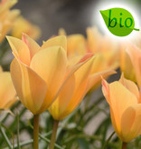 Tulp  Tulipa batalinii 'Bronze Charm', BIO - AANBIEDING