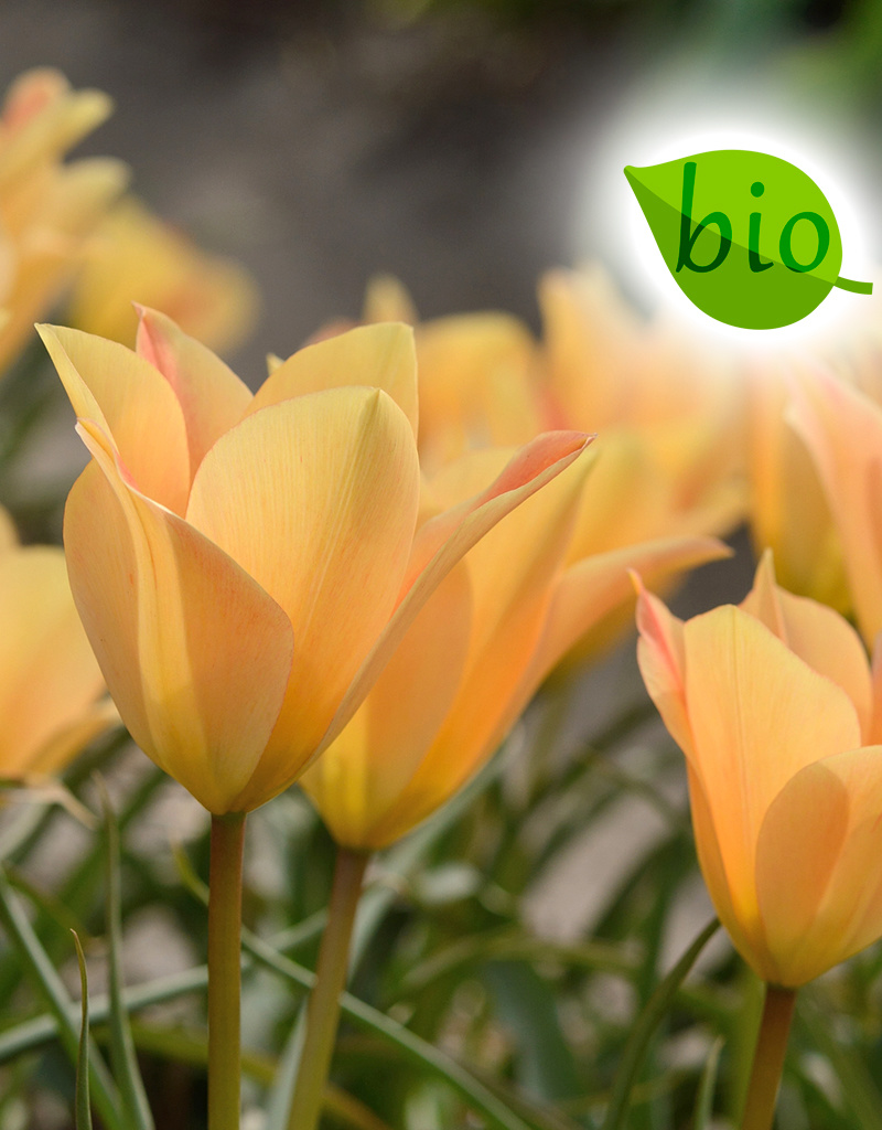 Tulp  Tulipa batalinii 'Bronze Charm', BIO - AANBIEDING