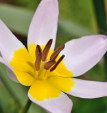 Tulp  Tulipa saxatilis, BIO - AANBIEDING