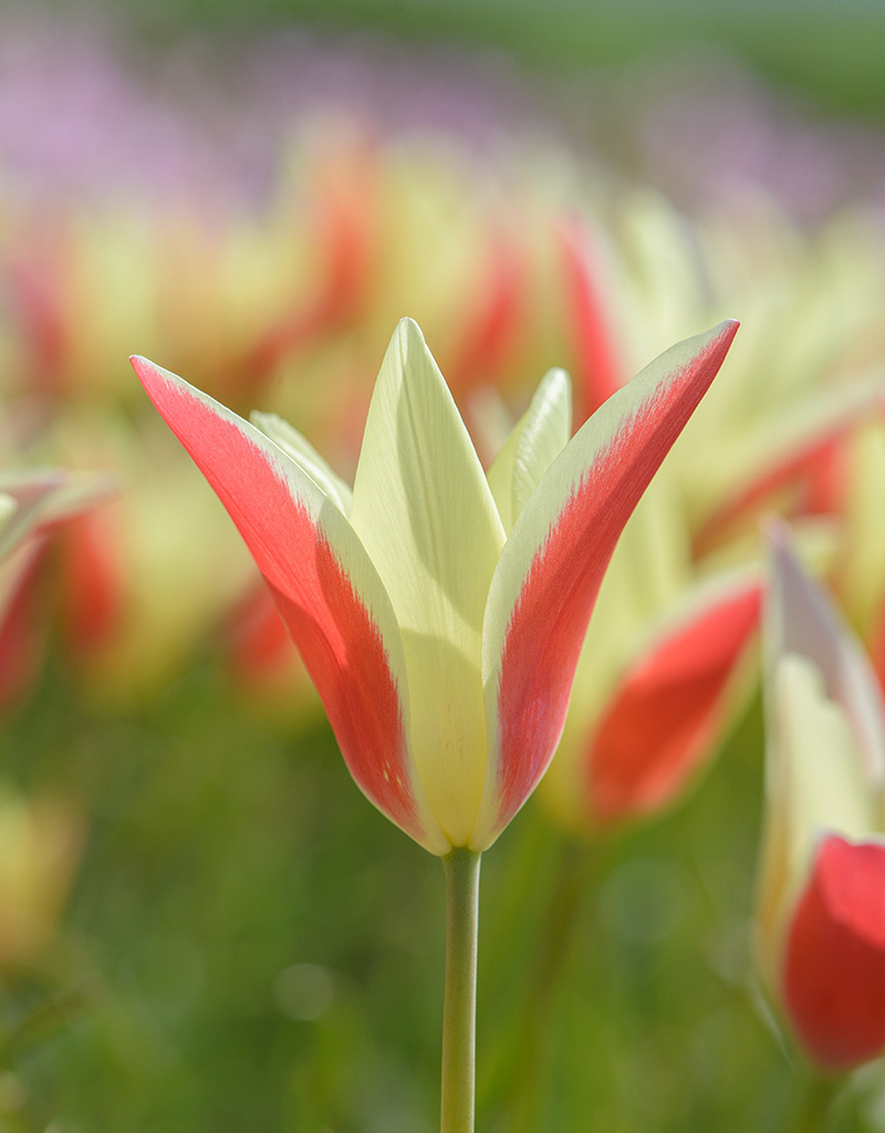 Tulp  Tulipa clusiana 'Tinka', BIO - AANBIEDING