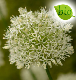 Sierui  Allium 'Mount Everest', BIO - AANBIEDING