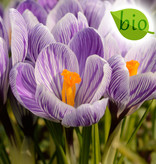 Krokus (bonte)  Crocus vernus 'King of the Striped' (Bonte krokus) - Stinzenplant, BIO - AANBIEDING