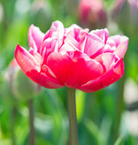 Tulp  Tulipa 'Columbus', BIO