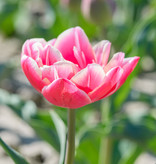Tulp  Tulipa 'Columbus', BIO