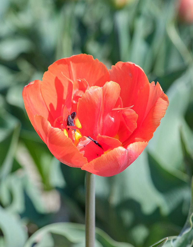 Tulp  Tulipa 'Icoon', BIO