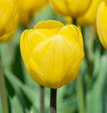 Tulp  Tulipa 'Novi Sun', BIO