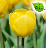 Tulp  Tulipa 'Novi Sun', BIO - AANBIEDING