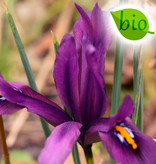 Iris  Iris reticulata 'J.S. Dijt', BIO (Dwergiris)