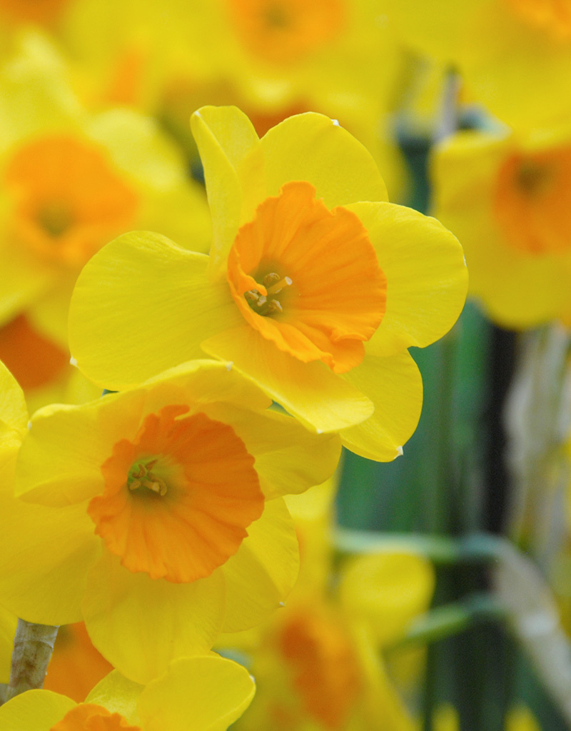 Narcis  Narcissus 'Garden Opera', BIO