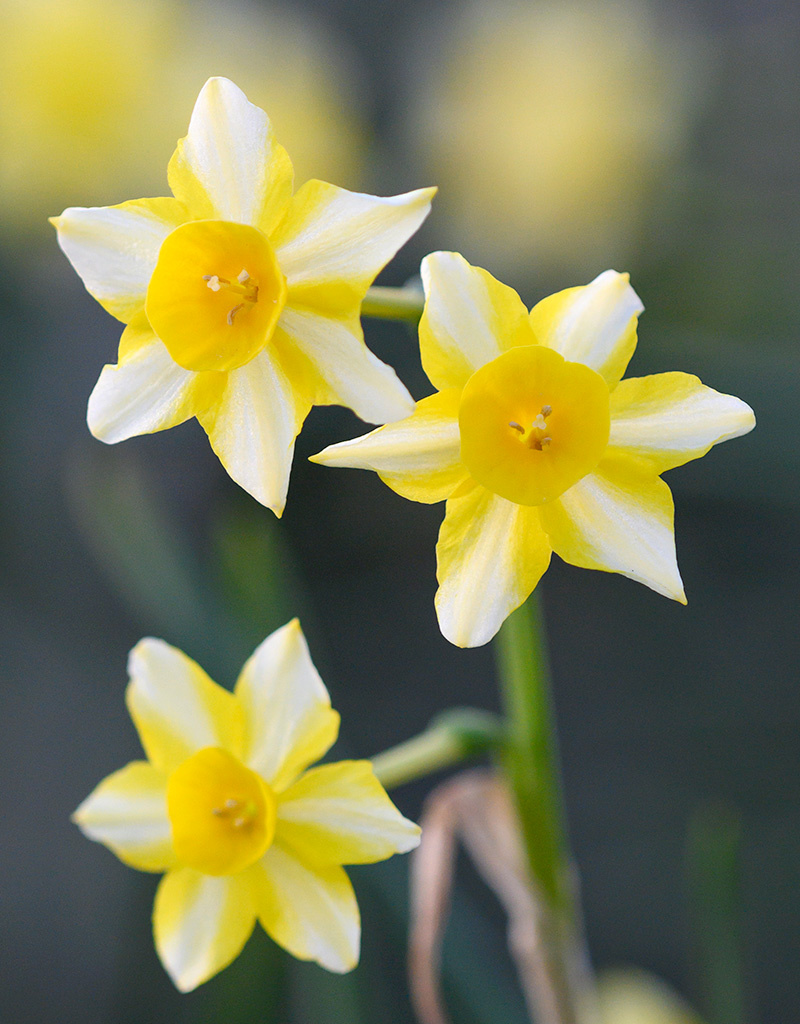 Narcis  Narcissus jonquilla 'New Baby', BIO