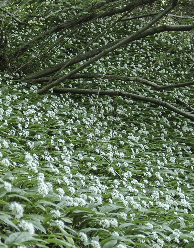 Look (daslook)  Allium ursinum - Natuurlijk geteeld (Daslook) - Stinzenplant (directe levering)