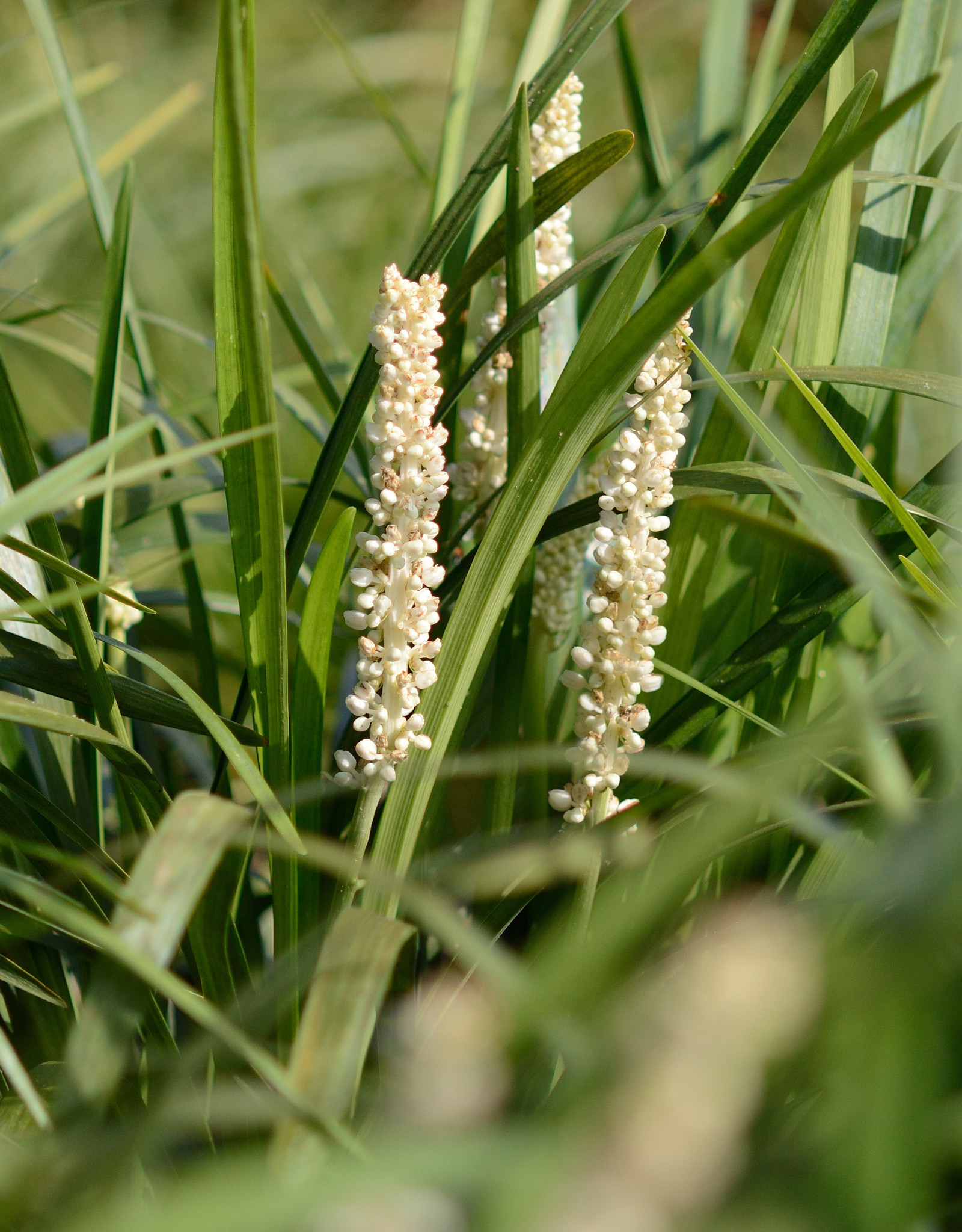 Leliegras  Liriope muscari 'Monroe White' (Leliegras) (directe levering)