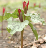 Boslelie  Trillium sessile (Boslelie) (levering voorjaar)