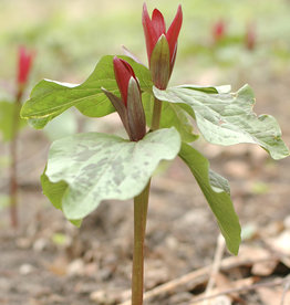 Boslelie  Trillium sessile (directe levering)