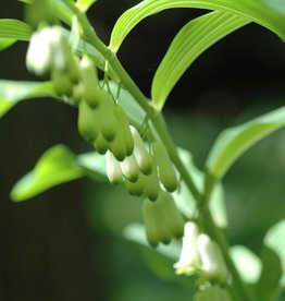 Salomonszegel  Polygonatum multiflorum (directe levering)