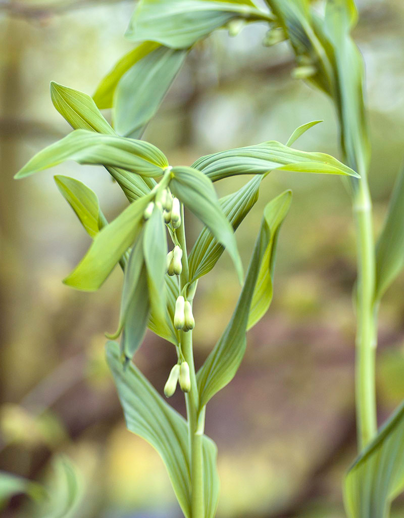 Salomonszegel  Polygonatum multiflorum (Salomonszegel) (directe levering)