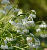Look  Allium paradoxum (Boslook) (levering voorjaar)