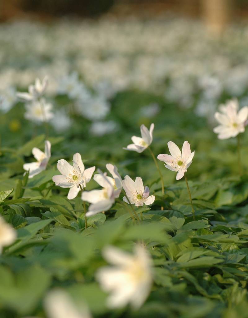 Anemoon (bos)  Anemone nemorosa (Witte bosanemoon) - Stinzenplant (directe levering)