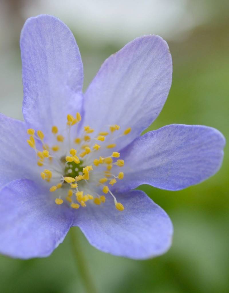 Anemoon (bos)  Anemone nemorosa 'Royal Blue' (Bosanemoon) - Stinzenplant (directe levering)