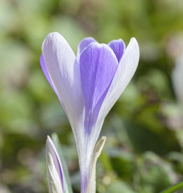 Krokus  Crocus 'Yalta'