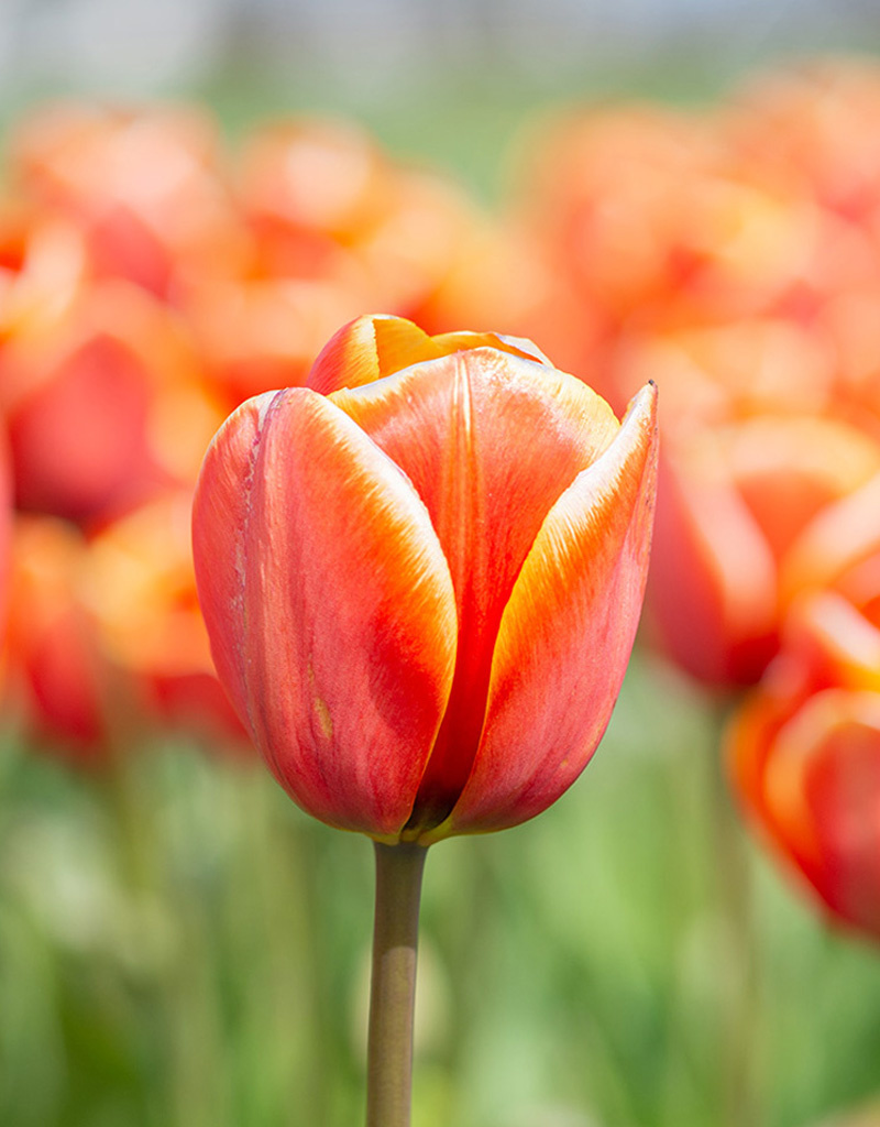 Tulp  Tulipa 'Dafeng', BIO