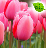 Tulp  Tulipa 'Pink Impression', BIO